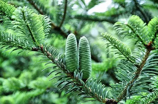 國家重點保護(hù)野生植物名錄